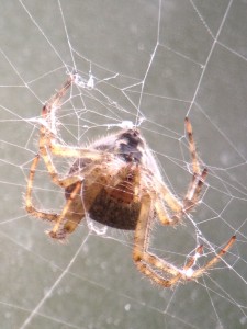 Large spider that spent the summer outside our Long Lake house.  Taken on 9/2/13.