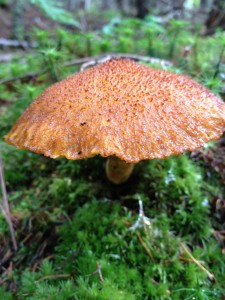 Mushroom along the Hanging Spear Falls Trail on 9/3/13.