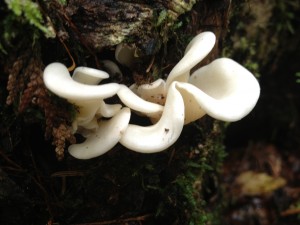 Fungus photographed along the Hanging Spear Falls Trail on 9/3/13.