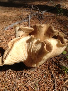 Large mushroom photographed at Massawepie Mire on 9/9/13.