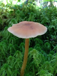Mushroom taken along the Northville-Placid Trail (S) in Long Lake on September 25, 2013.