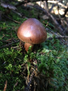 Mushroom near the summit of Blueberry Mountain on September 29, 2013.