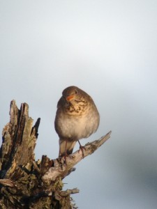 Bicknell's Thrush