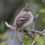 Least Flycatcher Aggregations