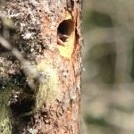 An Adirondack Black-backed Woodpecker Nest with a Tragic End
