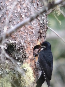 Female Black-backed Woodpecker feeding young