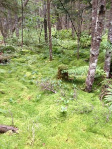 Sphagnum Moss in the boreal forest along the Northville-Placid Trail in Long Lake. Photograph taken on August 18, 2013.