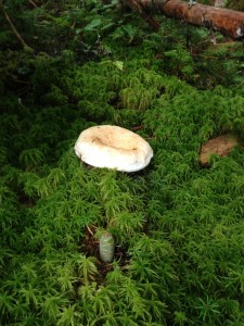 Large mushroom growing in the sphagnum moss along the Northville-Placid Trail in Long Lake. Photograph taken on August 27, 2013.