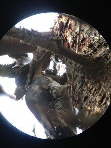 Female Black-backed Woodpecker at Moose River Plains (between Helldiver Pond and Lost Ponds Trails). Photograph taken on August 29, 2013.